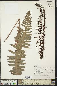 Blechnum discolor image