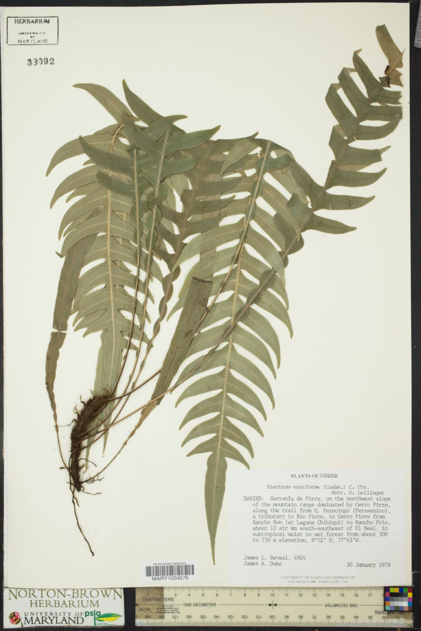 Blechnum ensiforme image