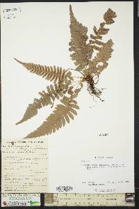 Blechnum occidentale image