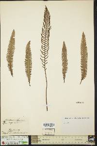 Blechnum spicant image