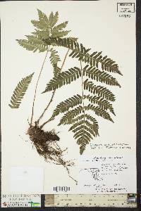 Dryopteris goldieana image