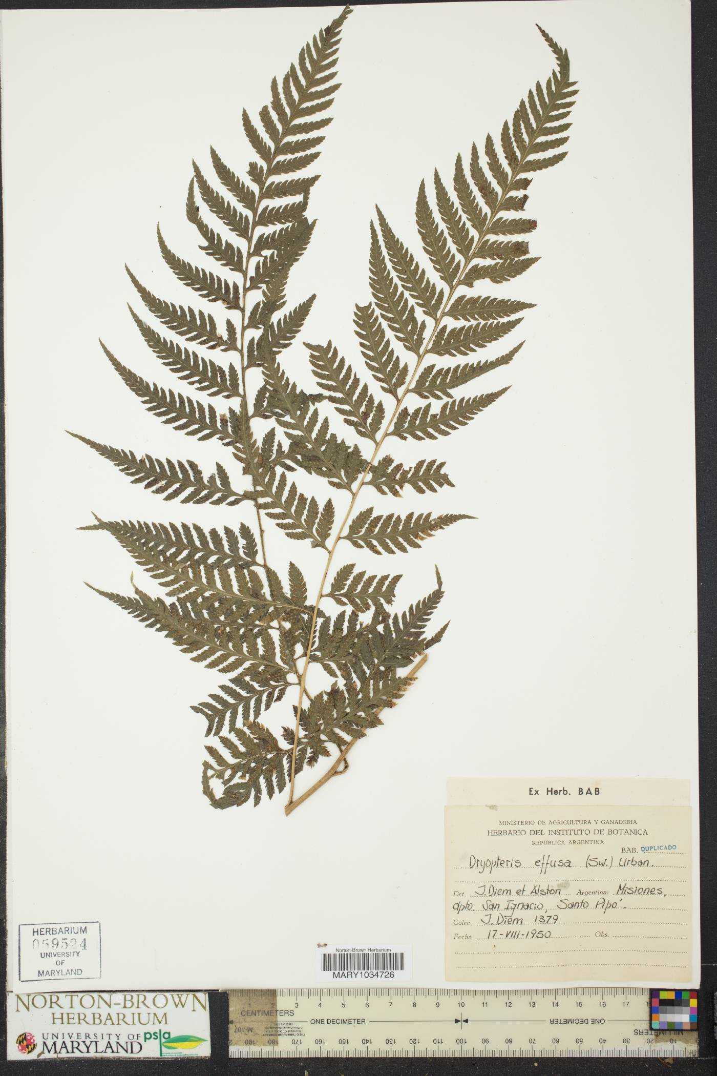 Dryopteris effusa image
