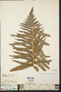 Dryopteris filix-mas image