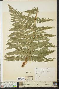 Dryopteris filix-mas image