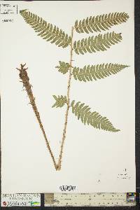 Dryopteris goldieana image