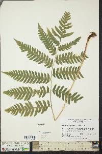 Dryopteris goldieana image