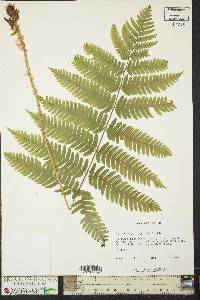 Dryopteris goldieana image