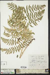 Dryopteris patula image