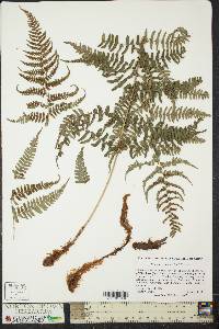 Dryopteris sparsa image