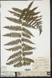 Dryopteris subincisa image