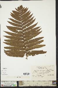 Dryopteris submarginalis image