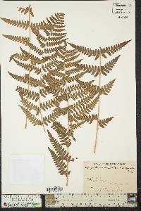 Dryopteris x slossoniae image