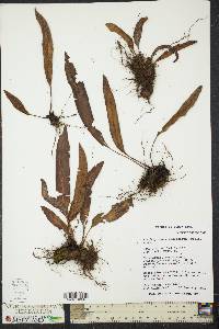 Elaphoglossum cuspidatum image