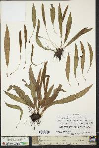 Elaphoglossum pilosum image