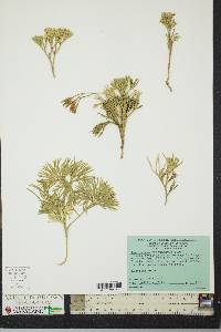 Diphasiastrum tristachyum image