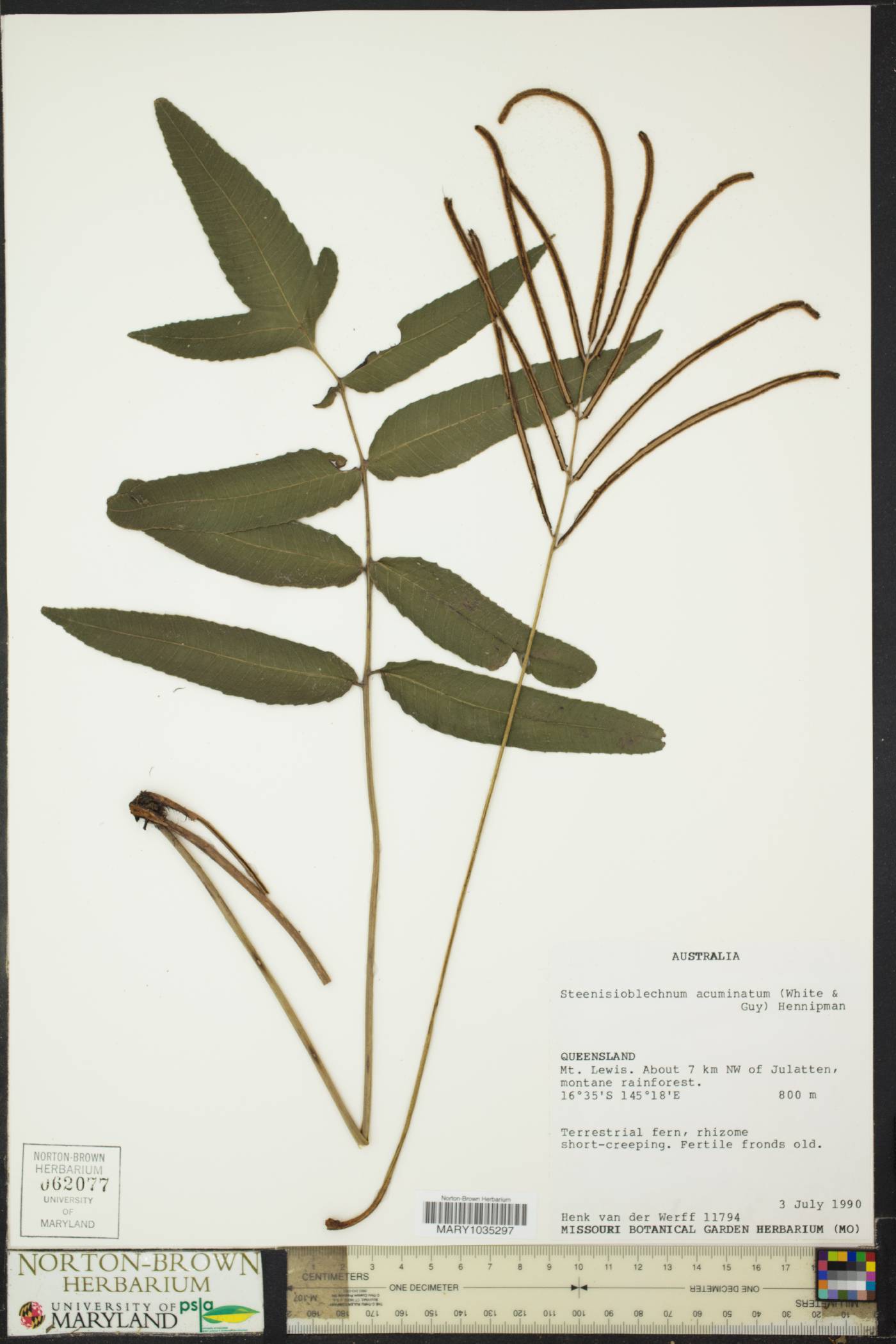 Steenisioblechnum acuminatum image