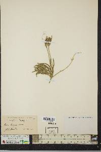 Lycopodium flabelliforme var. ambiguum image