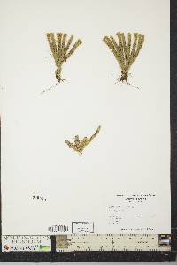 Lycopodium selago image