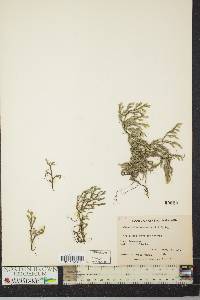 Selaginella rupestris image