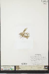 Selaginella rupestris image