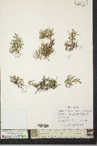 Selaginella rupestris image