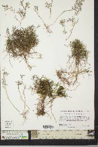 Selaginella sanguinolenta image