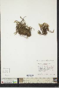 Selaginella weatherbiana image