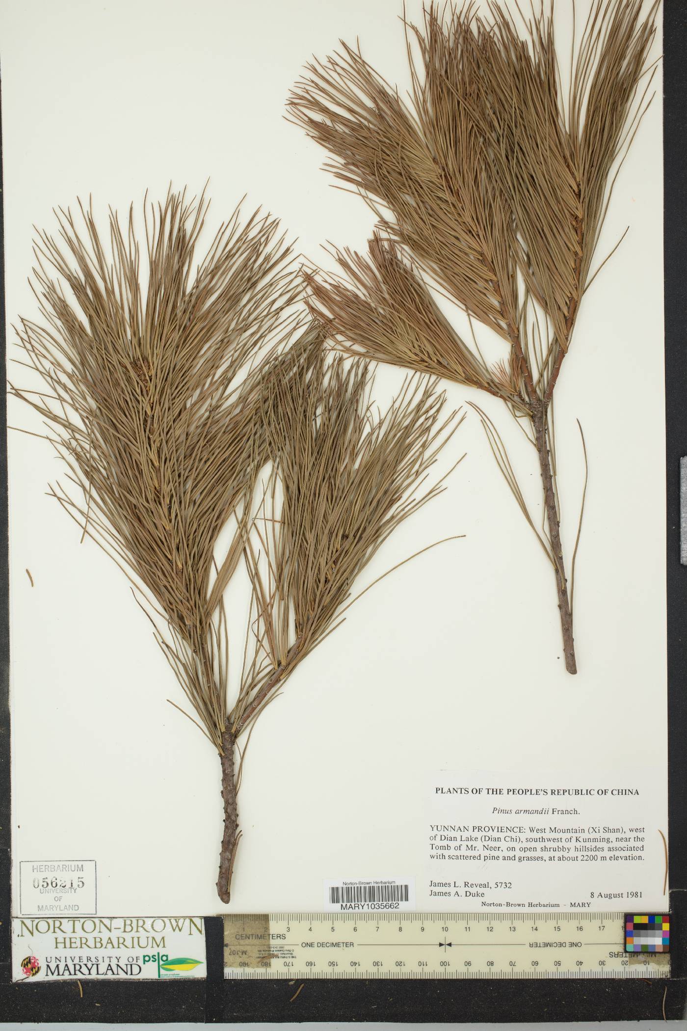 Pinus armandii image