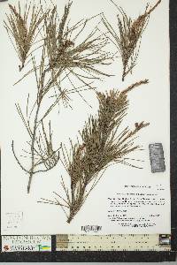 Pinus clausa image