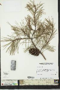 Pinus echinata image