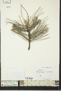 Pinus echinata image