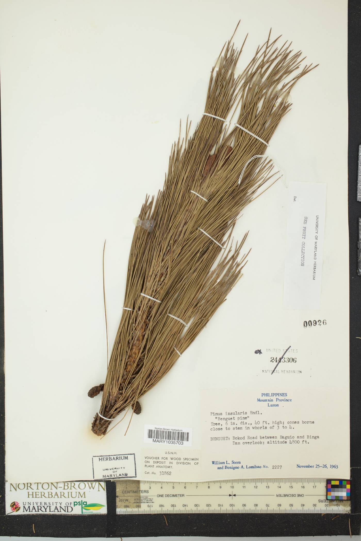 Pinus kesiya var. langbianensis image