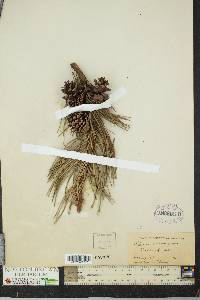 Pinus murrayana image