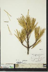 Pinus pungens image