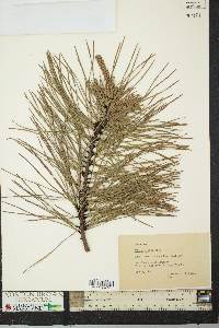 Pinus rigida image