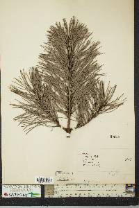 Pinus rigida image