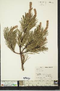 Pinus rigida image