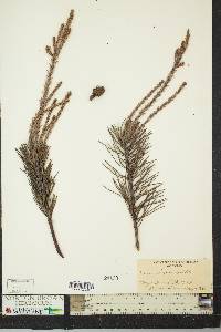 Pinus rigida image