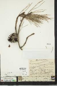 Pinus serotina image