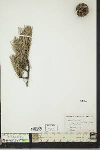 Pinus rigida image