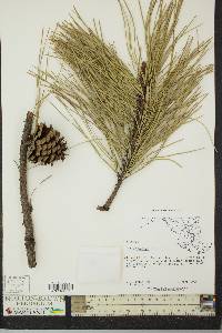 Pinus serotina image