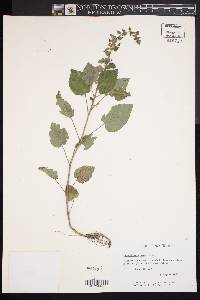 Scutellaria ovata image