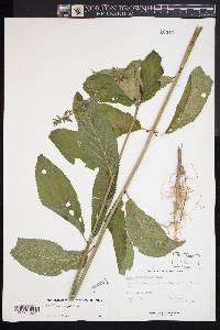 Stachys hispida image