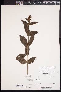 Stachys hispida image