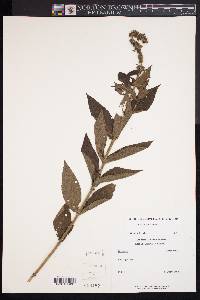 Stachys hispida image