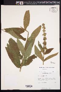 Stachys hispida image