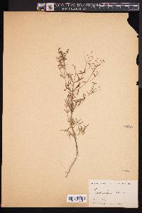 Trichostema dichotomum image