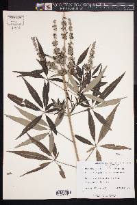 Vitex agnus-castus image