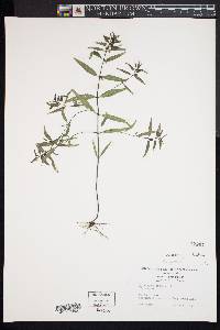 Melampyrum lineare image