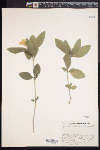 Ruellia caroliniensis image